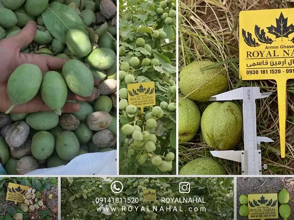 نهال گردو ژنوتیپ تیپ 9