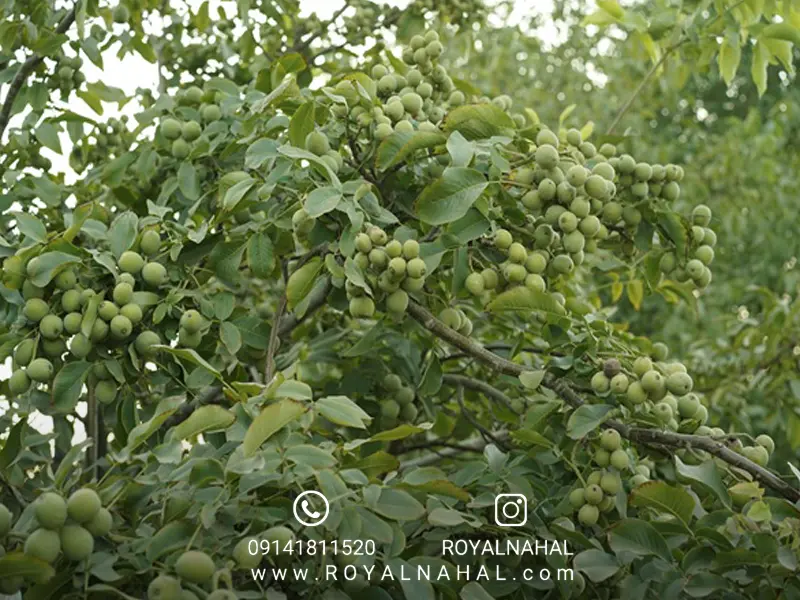 گردو ژنوتیپ رویال تیپ ۷ و ۹