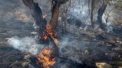 فاجعه زیست‌محیطی در اندیکا؛ ۲۰۰۰ بلوط کهنسال در آتش سوختند