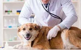 صدور دستورالعمل وزارت بهداشت برای نگهداری سگ‌های خانگی