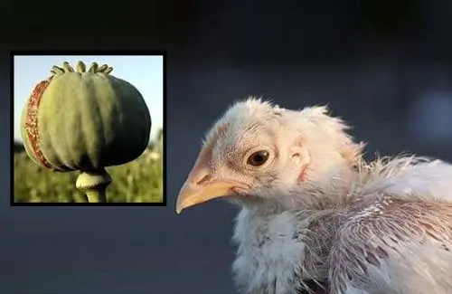 بیانیه اتحادیه مرغداران گوشتی به ادعای مرغ تریاکی