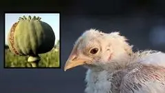 بیانیه اتحادیه مرغداران گوشتی به ادعای مرغ تریاکی