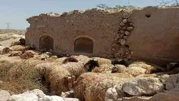 قیمت جدید دام زنده اعلام شد/ قیمت گوسفند و گوساله چه تغییری کرد؟