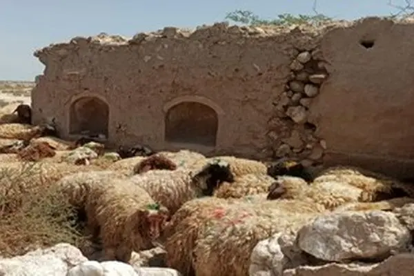 قیمت جدید دام زنده اعلام شد/ قیمت گوسفند و گوساله چه تغییری کرد؟