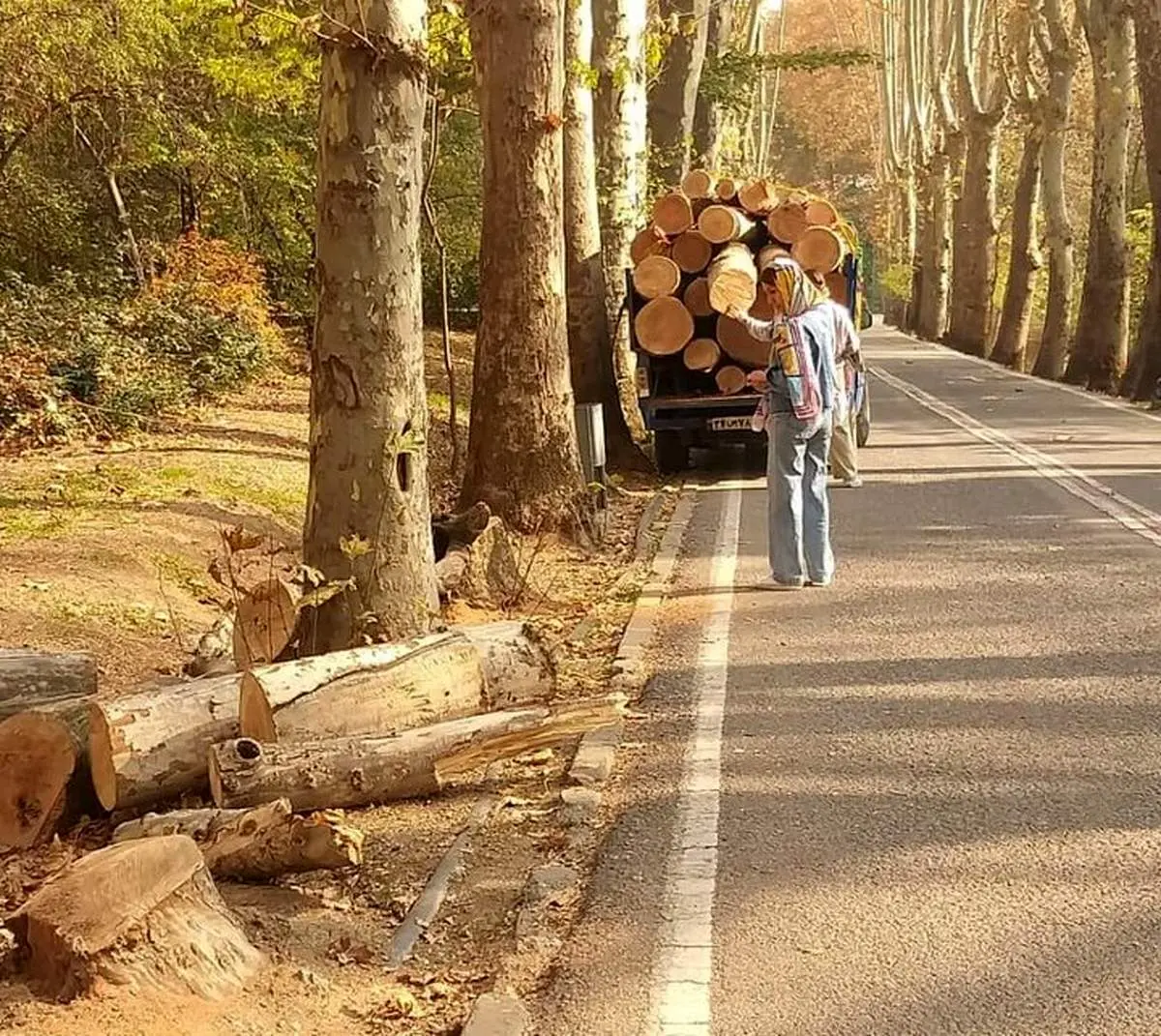  شهرداری  از کاخ سعدآباد بابت قطع ۱۵ درخت شکایت کرد