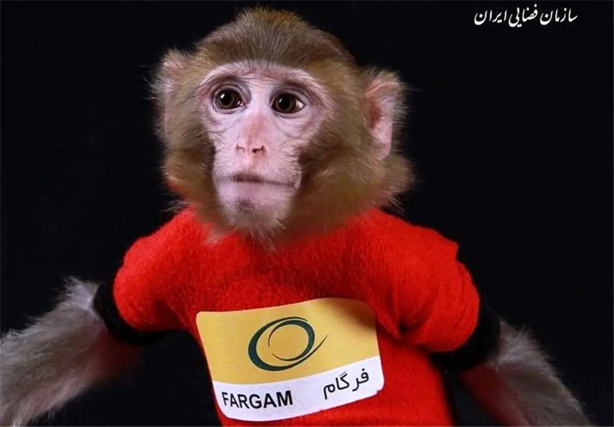 میمونهایی که به فضا پرتاب شدند هم اکنون دارای همسر و فرزند هستند!