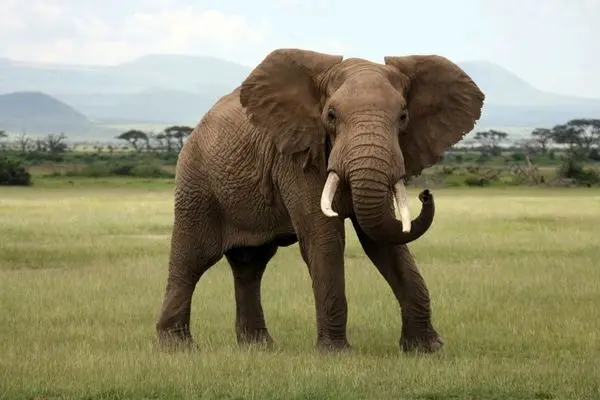 فیل‌ها یکدیگر را با اسم خاص خود صدا می‌کنند!