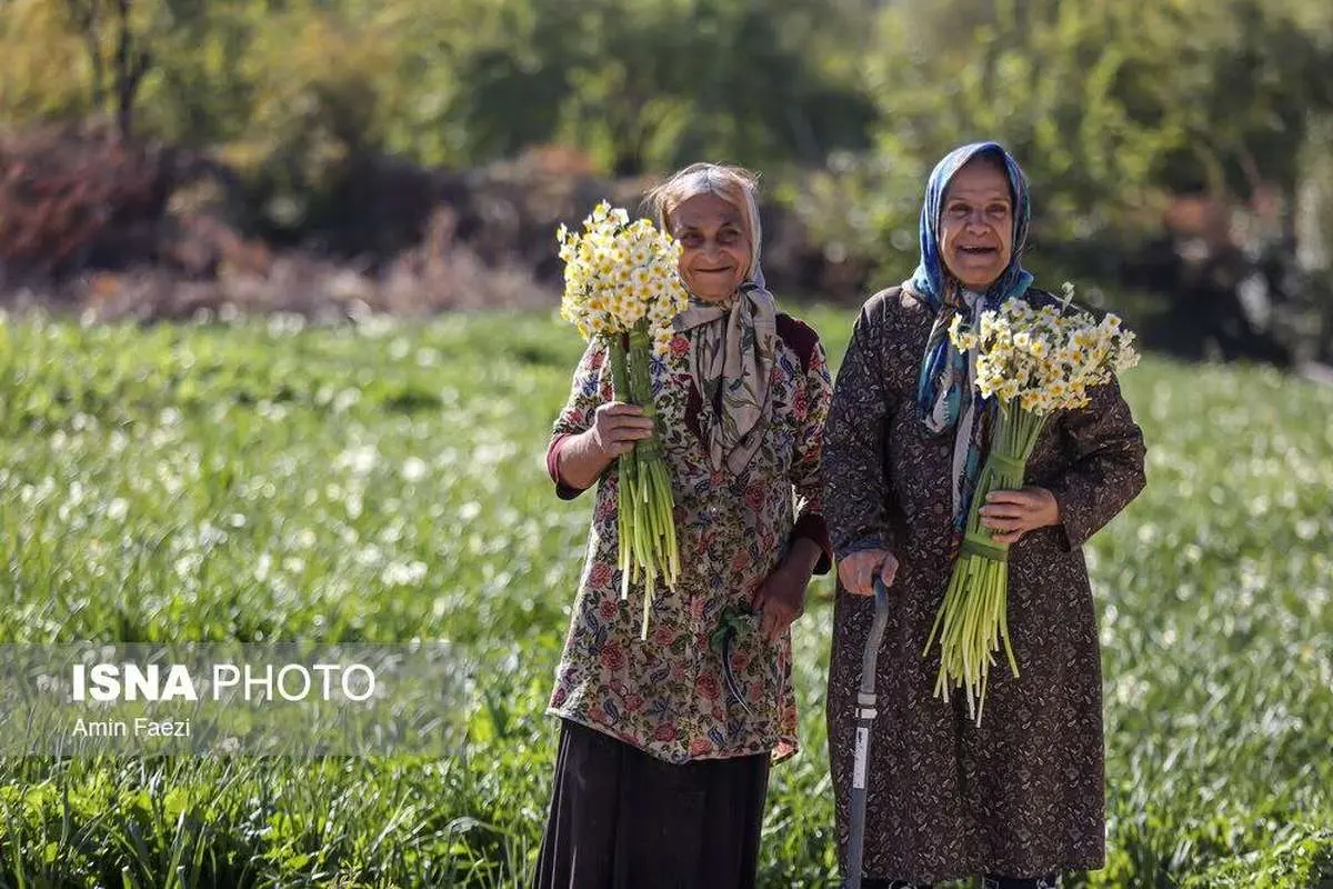 این تصاویر دیدنی از برداشت نرگس های شیراز را از دست ندهید