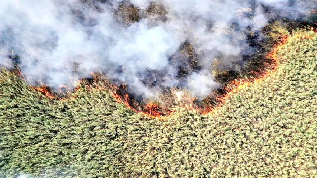 آتش بلای جان هور