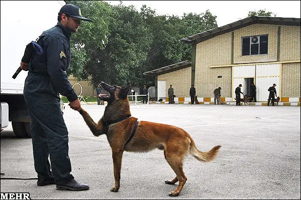 فیلم: ورود سگ‌های تربیت شده پلیس به محل قتل داریوش مهرجویی و همسرش 
