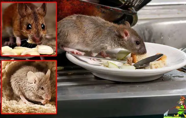 ببینید | هجوم موش‌ها به یک ساندویچ فروشی