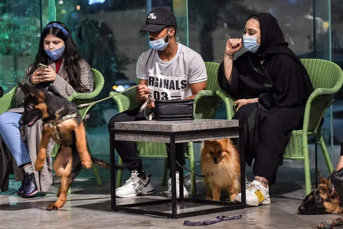 پاتوق سگ‌های پولدار در تهران تعطیل شد