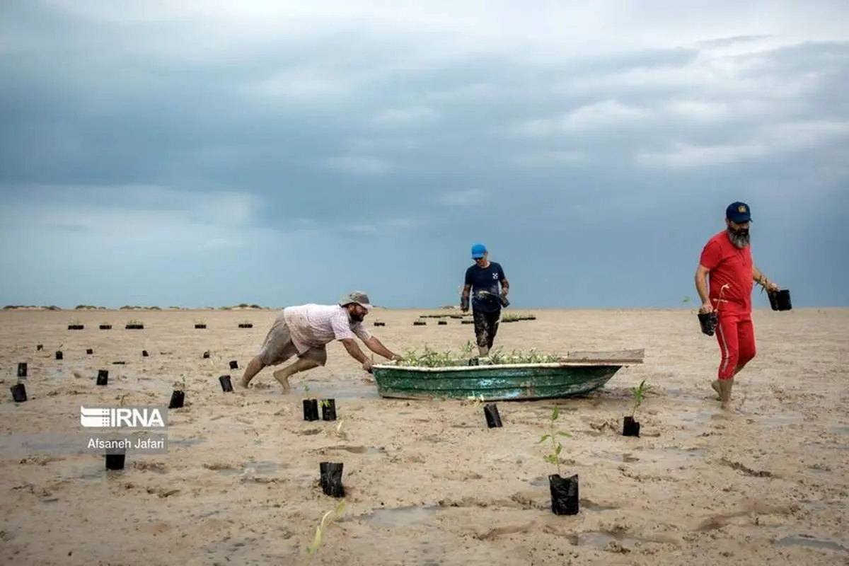 وقتی در دریای بوشهر درختکاری می شود/ ببینید