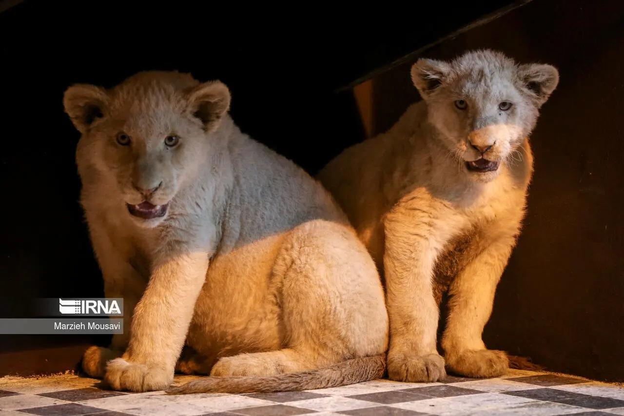 2 قلاده شیر سفید بسیار کمیاب وارد باغ وحش ارم شدند/ عکس