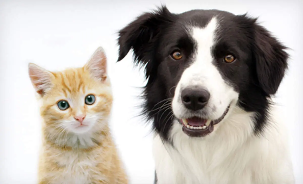 آیا حیوانات خانگی حساسیت زا هستند؟