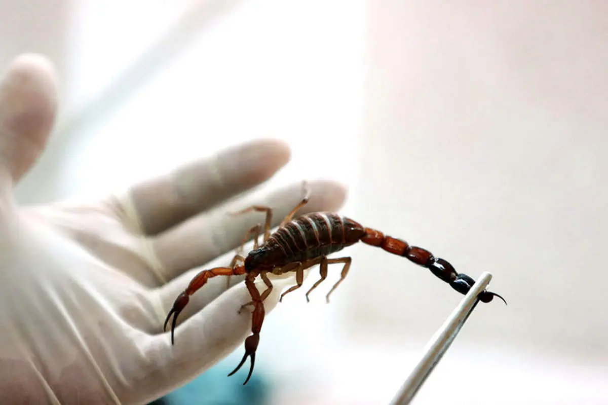 نیش عقرب چند نفر را در ایران کشت؟ | آماری عجیب از عقربگزیدگی در کشور