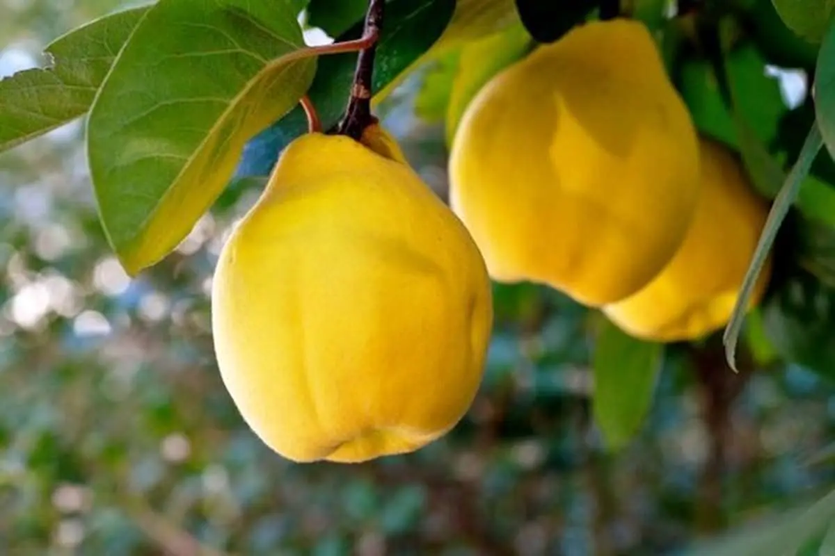 این میوه زمستانی را اصلا بو نکنید!