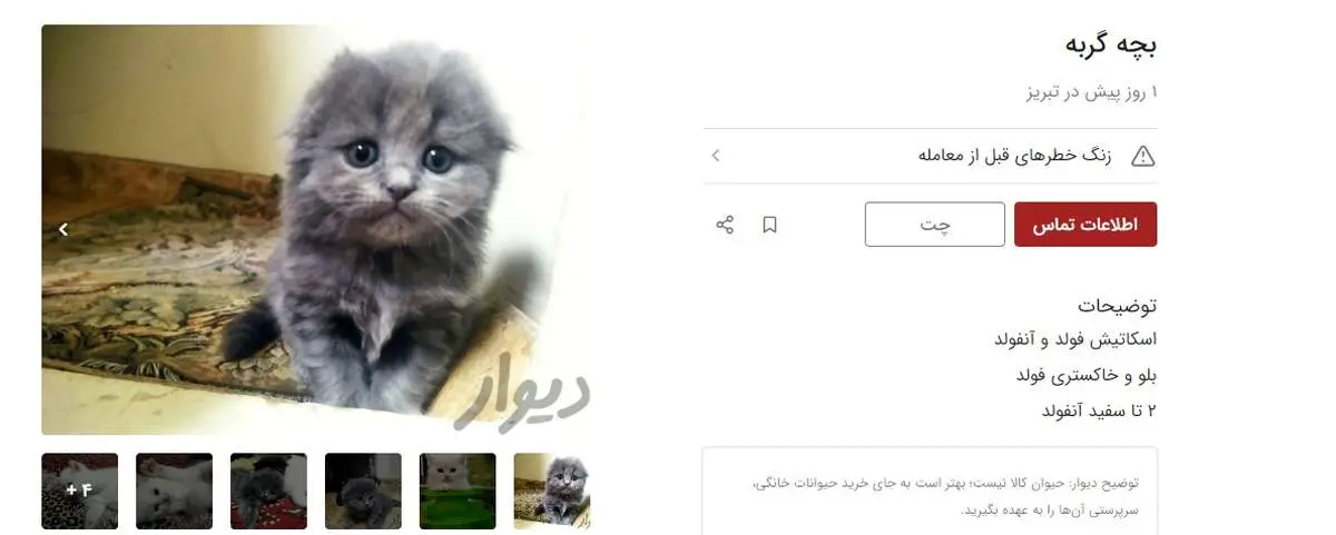 فروش غیرقانونی تولههای سگ و گربه در دیوار!