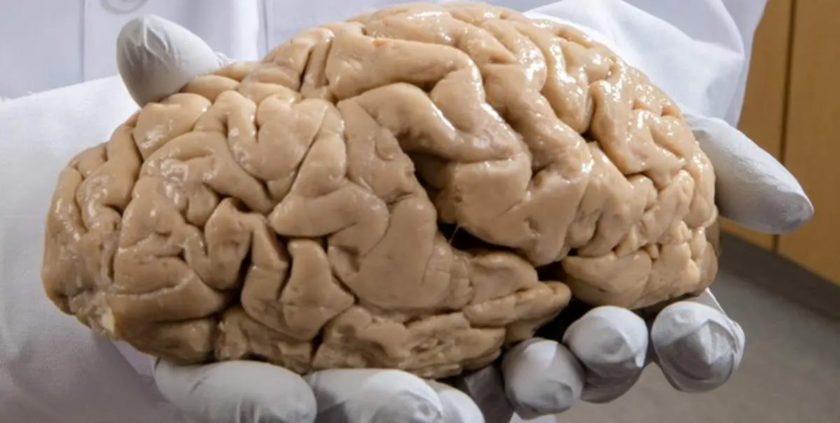 این نرم افزار رمز و راز عملکرد مغز کودکان را کشف می کند