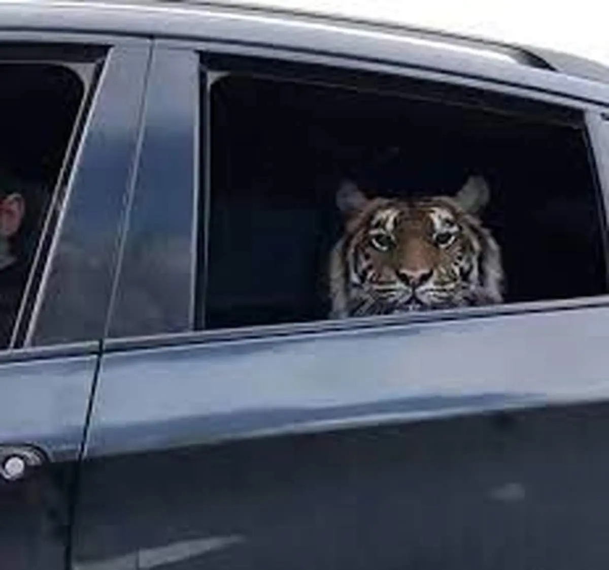 ایرانی ها دوست دارند حیوانات وحشی داشته باشند!