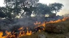 هشدار قضایی شدید برای متخلفان در جنگل‌های هیرکانی