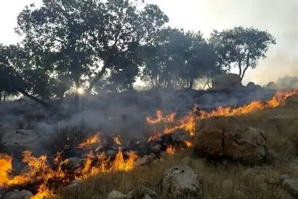 عوامل و تبعات آتش‌سوزی در جنگل‌های هیرکانی الیت