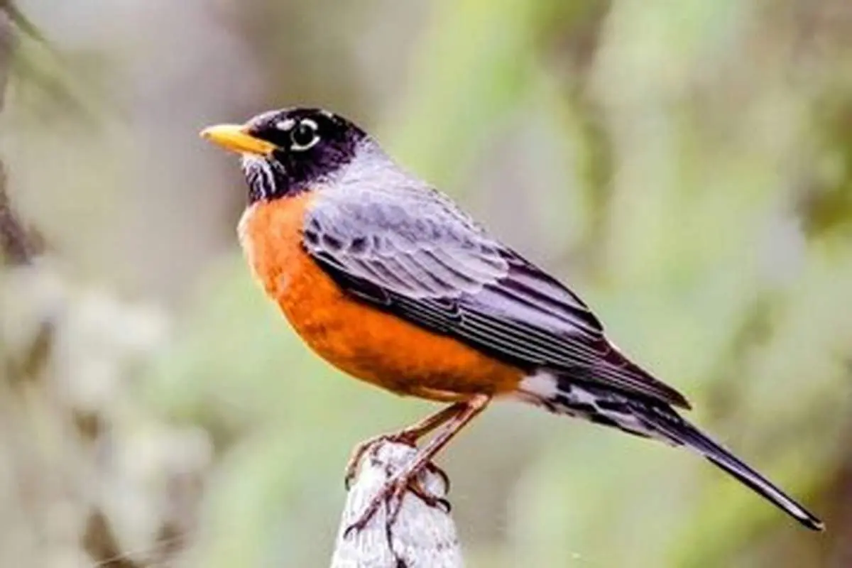 خداحافظی گونههای جانوری از شهرها