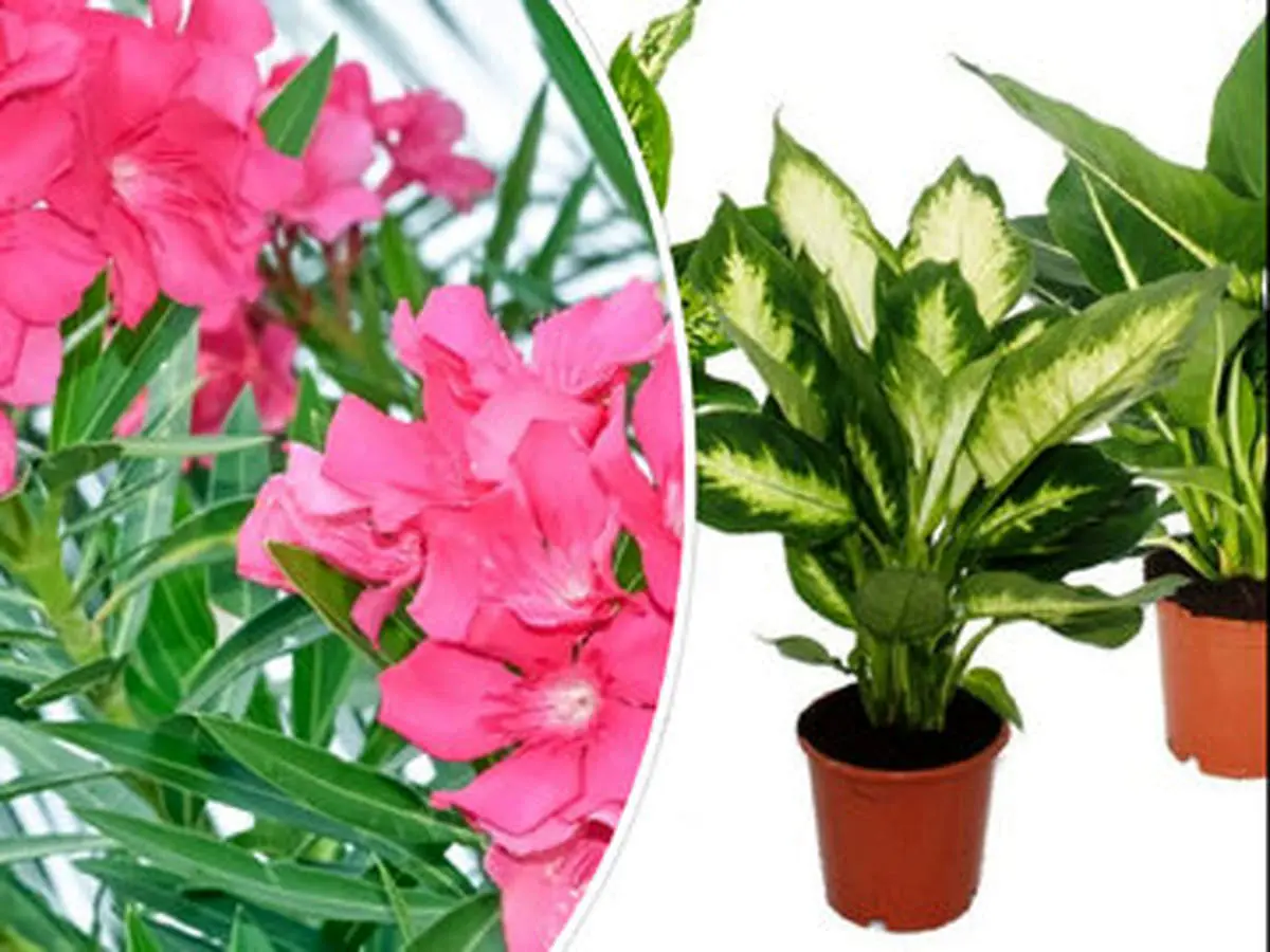 این دو گیاه آپارتمانی کودکتان را مسموم می کند!