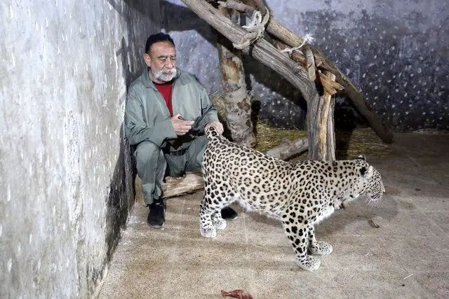 این مرد ایرانی 700 حیوان در خانه اش داشت/ از کروکودیل و مار پیتون تا شتر لاما و شیرهای زرد!