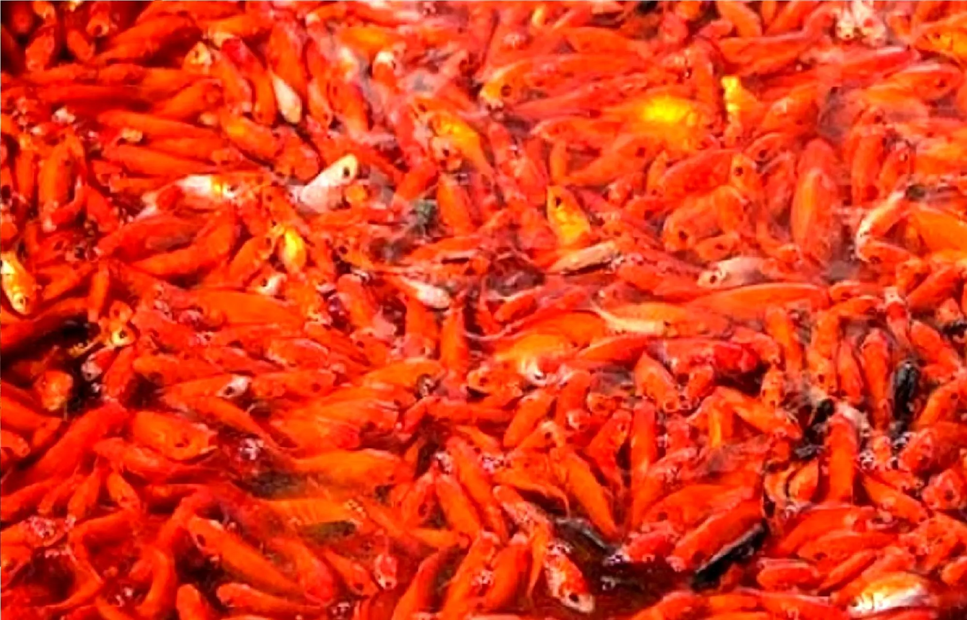 ماهی‌ قرمز را در آب‌های آزاد و سدها رها نکنید