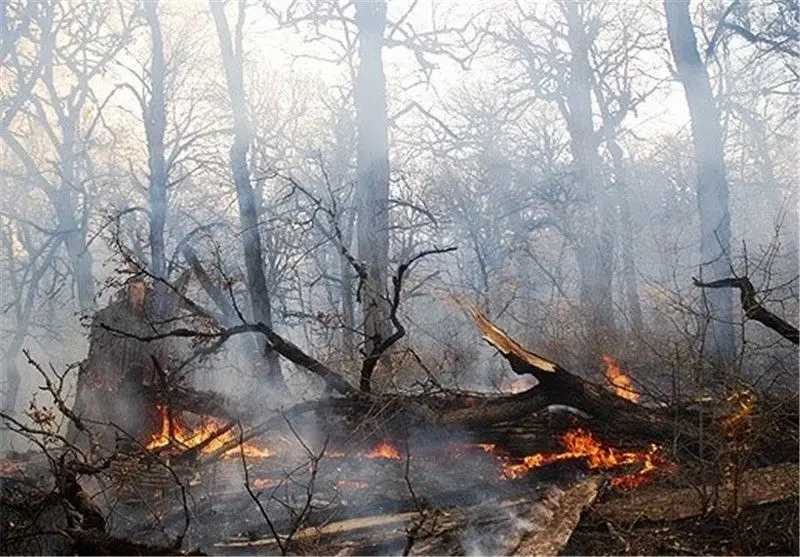 جنگلهای گیلان در آتش سوختند اما درختان آسیب جدی ندیدند!