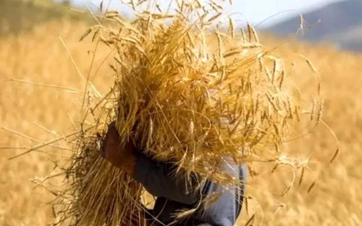  ۸ میلیون نفر در زنجیره گندم، آرد و نان فعالیت دارند