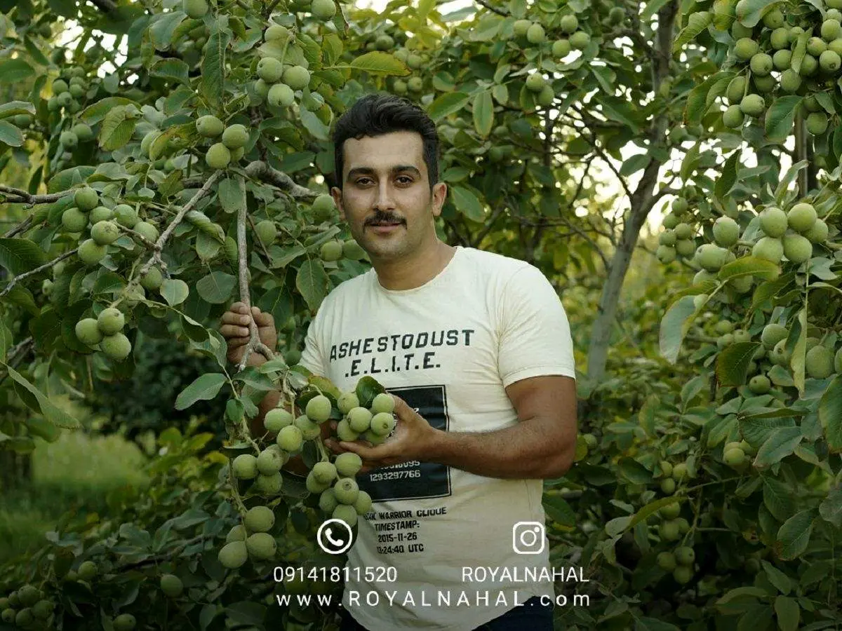 باغ گردوی شما می‌تواند ۲ برابر بیشتر بار دهد!