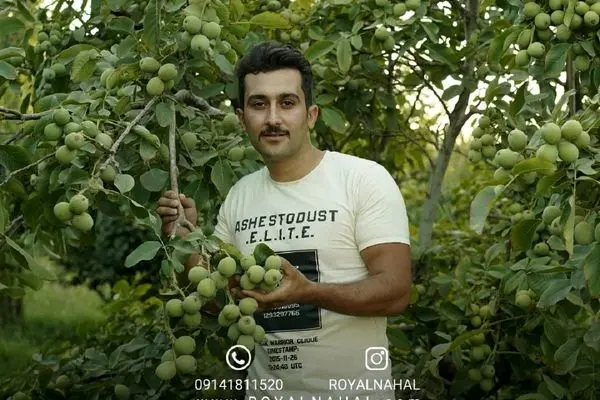 باغ گردوی شما می‌تواند ۲ برابر بیشتر بار دهد!