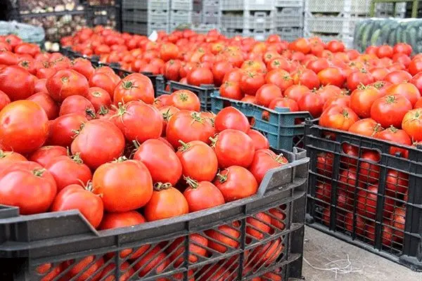 نیرنگ عراق به گوجه‌ فرنگی های ایران خبرساز شد