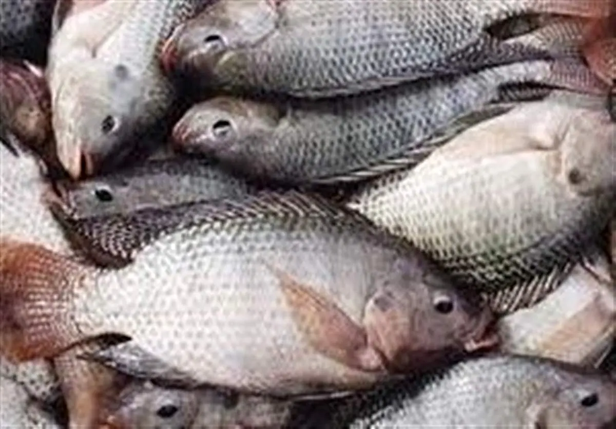 تیلاپیا بخورید!