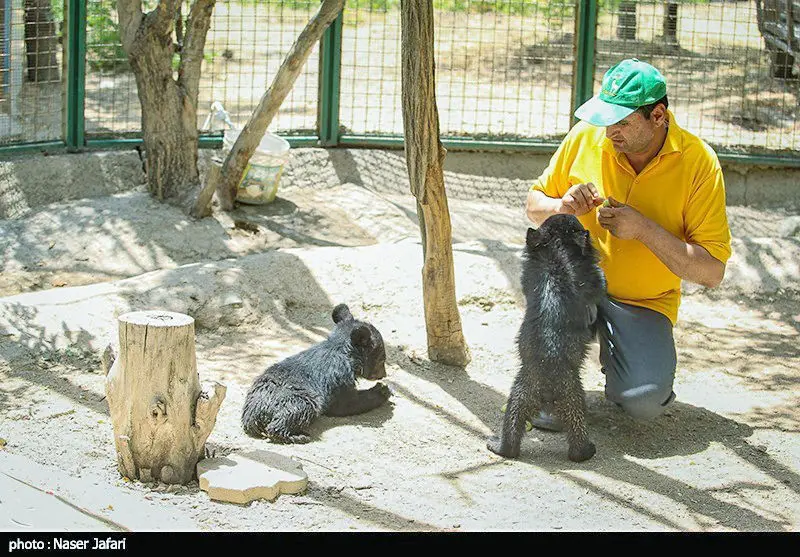 مشکلات مراکز بازپروری حیات وحش در ایران