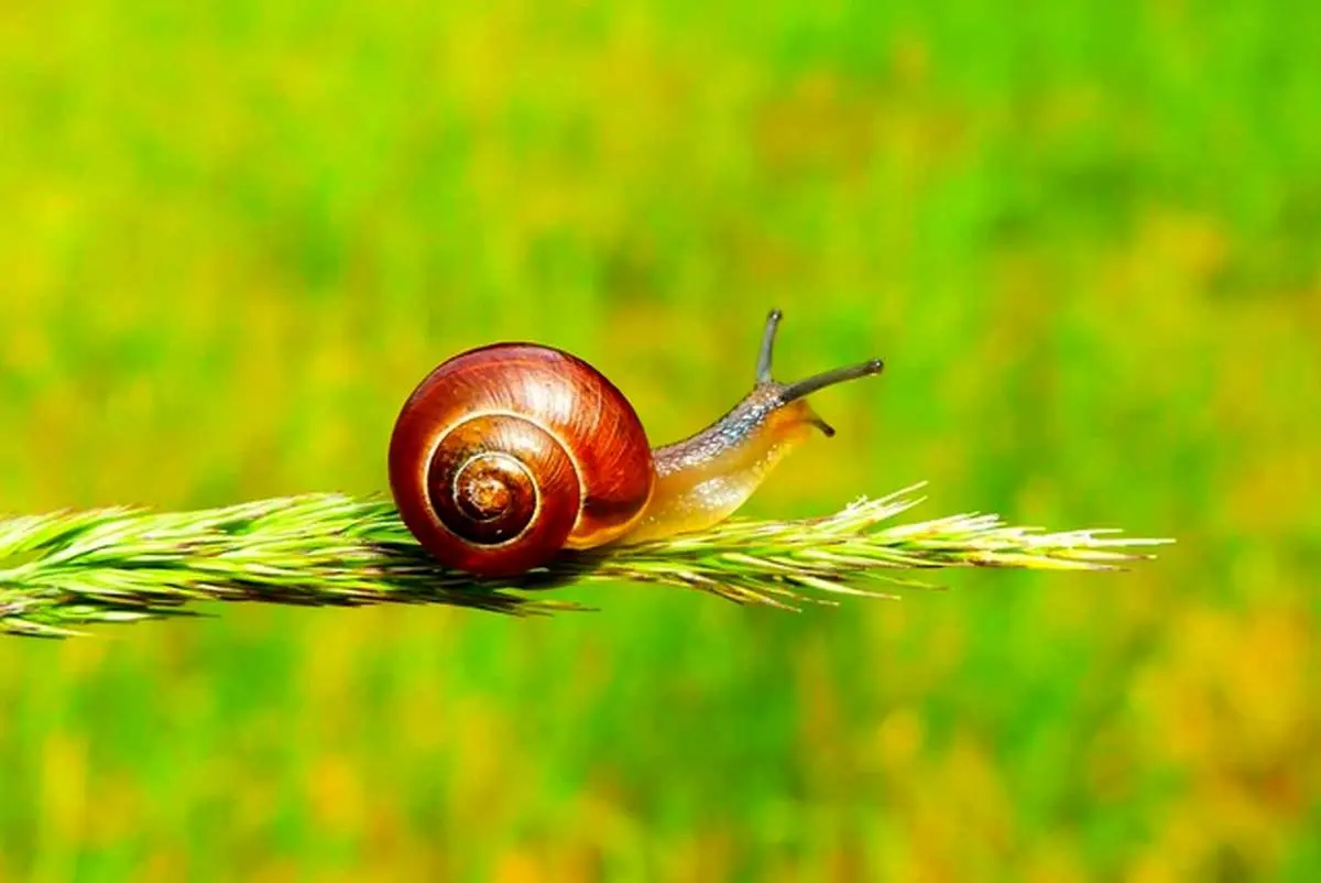 آگهیهای عجیب و قیمتهای نجومی برای خرید حلزون