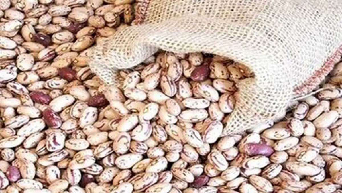 لوبیا چیتی هم قیمت گوشت شد