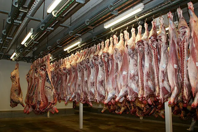 اضافه شدن گوشت گرم گوساله و گوسفندی در کالابرگ