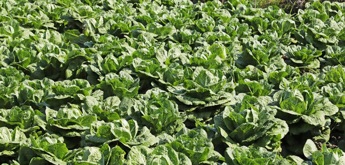 کاهو پیچ هر کیلو گرم ۱۲۰ هزار تومان!