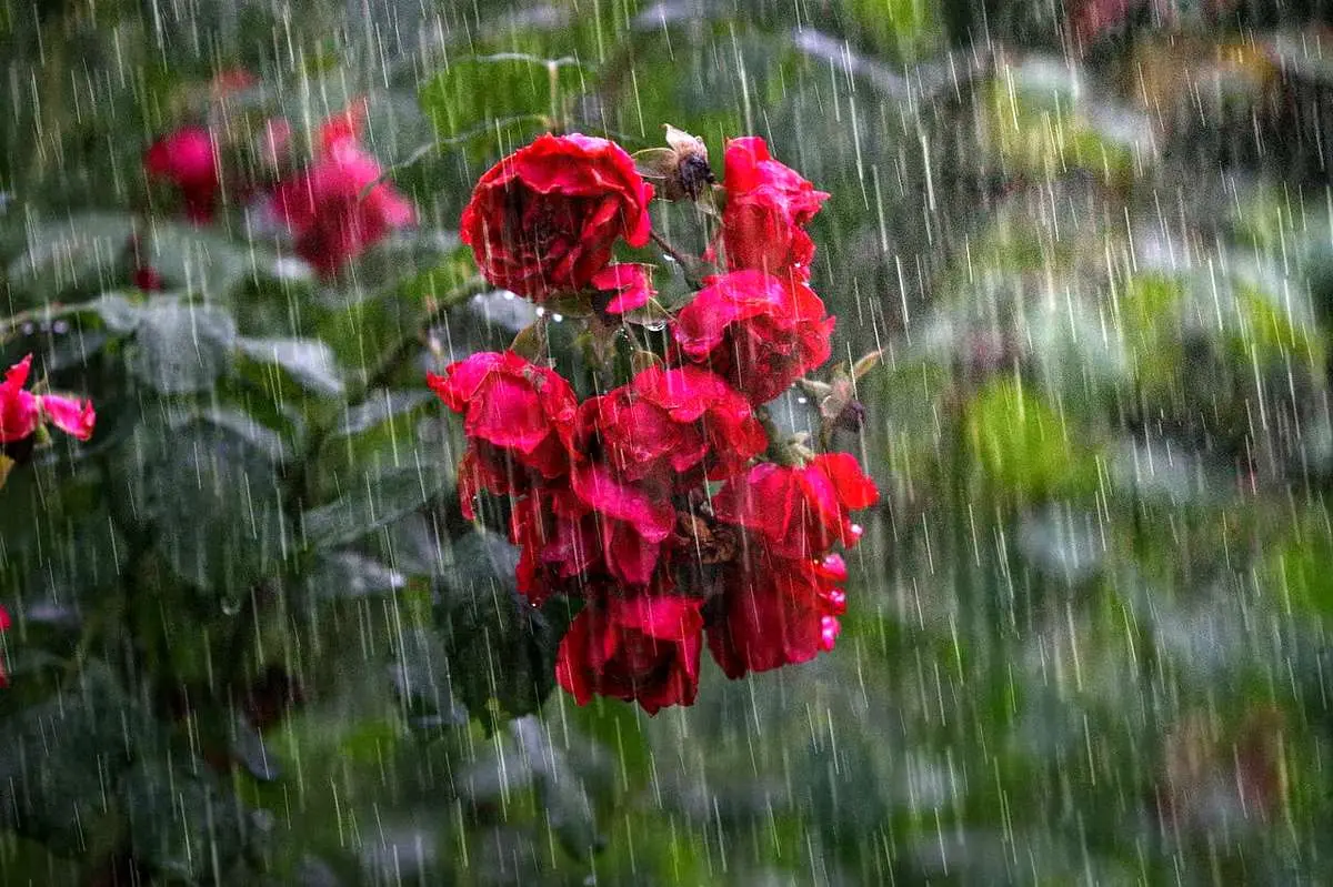 بارش شدید باران از امروز تا یکشنبه (۲۶ مرداد) در این مناطق/ رگبار و هوای خنک