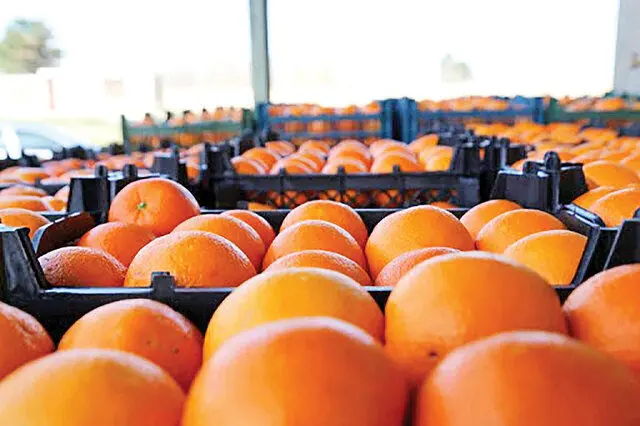 عرضه میوه شب عید ۳۰ درصد ارزان تر از بازار