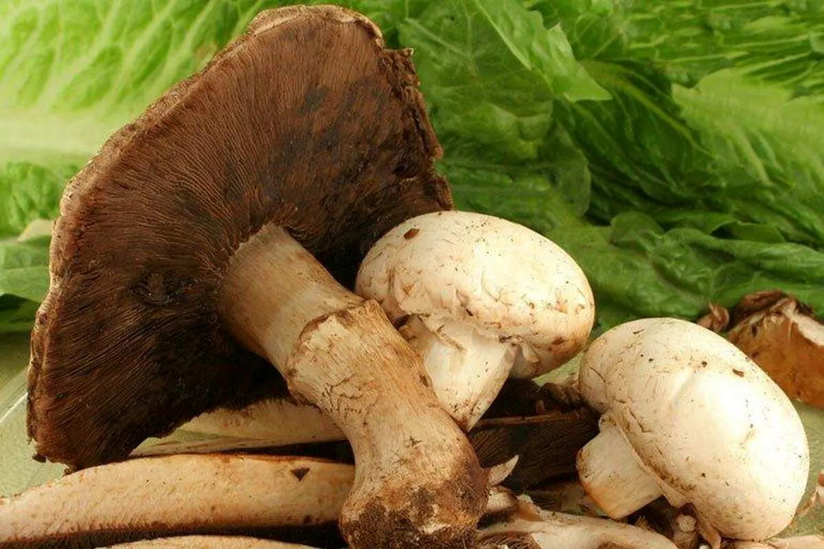 شیوع مسمومیتهای قارچ در کشور