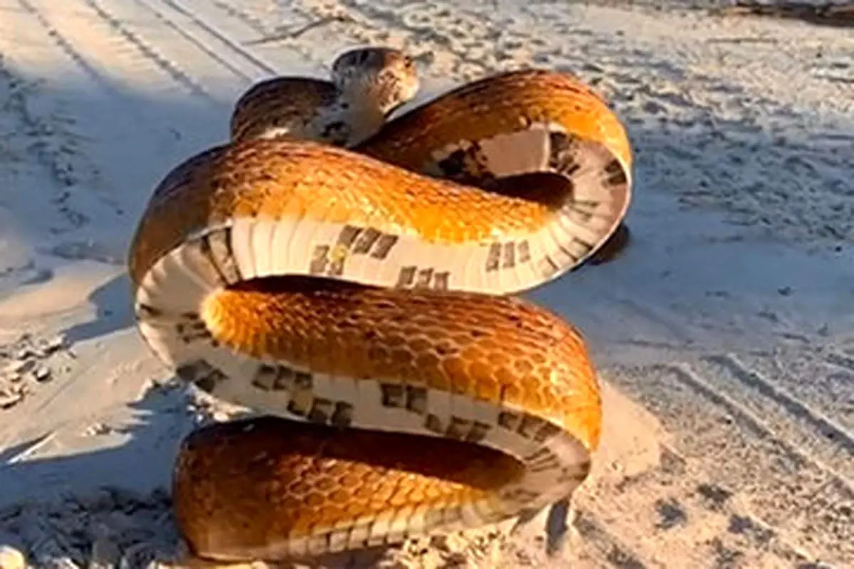 10 متر مار با پهنای یک اتوبوس!