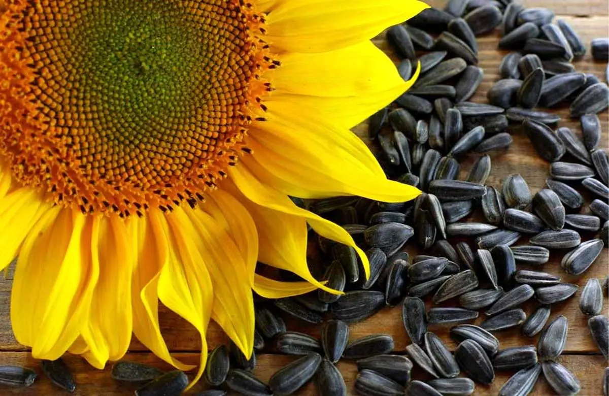 مصرف این تخمه روند پیری را کاهش می دهد