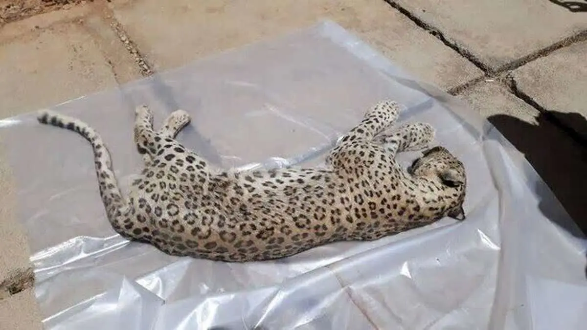  لاشه یک قلاده پلنگ در نوشهر پیدا شد