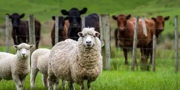 گوسفندهای خواب‌آور از کجا می‌آیند؟