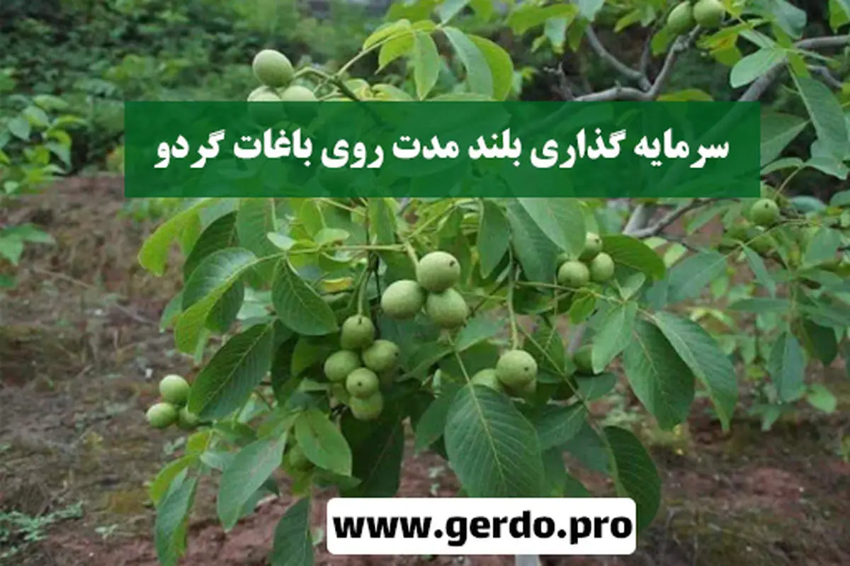شروع یک سرمایه گذاری پایدار و تضمین شده با احداث باغ گردو !