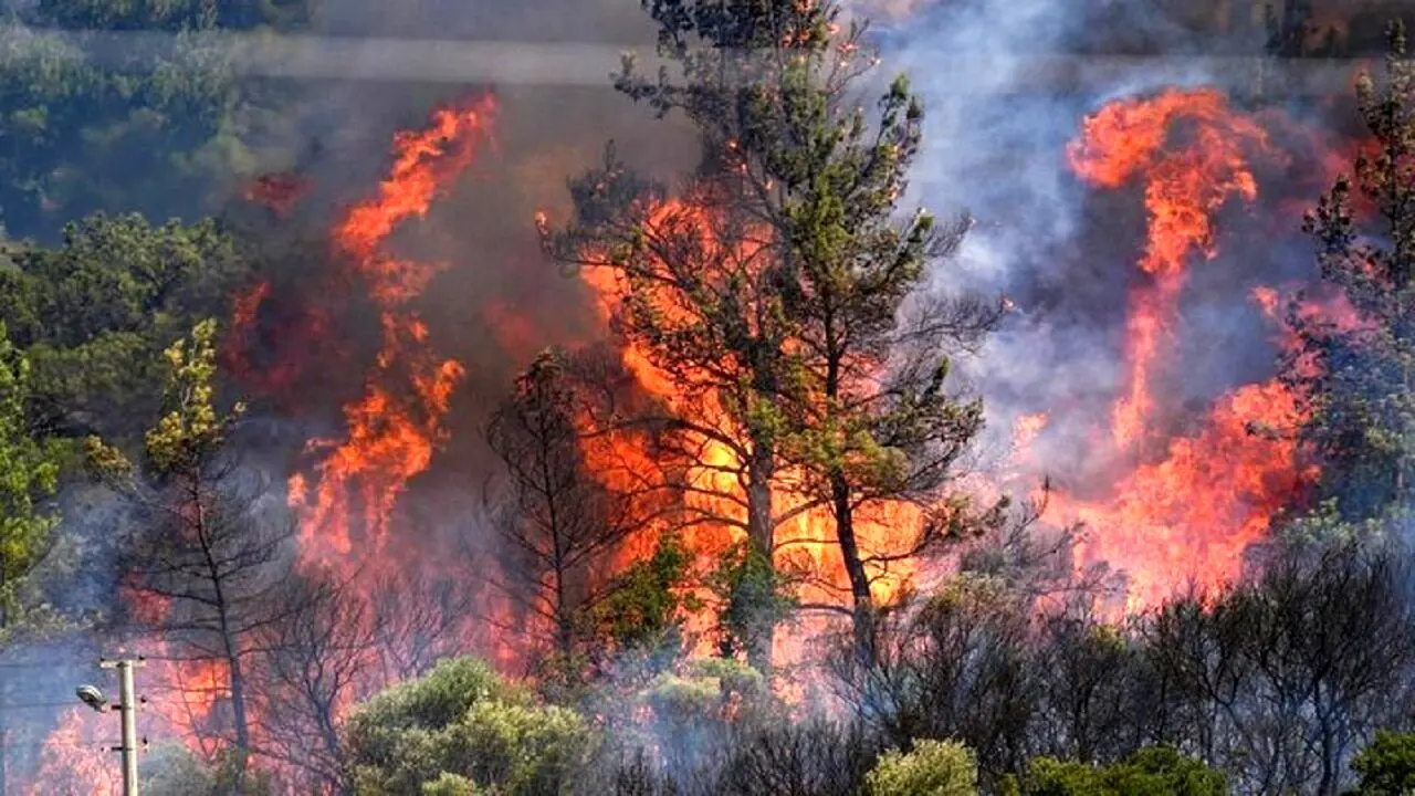 جزئیات و علت آتش‌سوزی در جنگل‌های هیرکانی در الیت چالوس/ با پوشش گیاهی این منطقه آشنا شوید